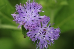 Centratherum punctatum