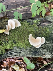 Pleurotus pulmonarius