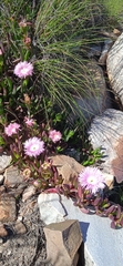 Carpobrotus mellei