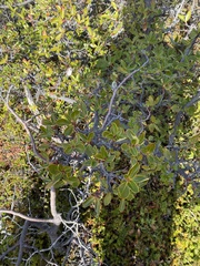 Embothrium coccineum