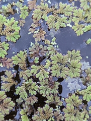 Azolla rubra