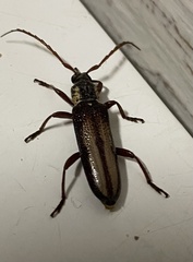 Piesarthrius marginellus