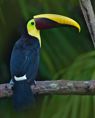 Ramphastos ambiguus
