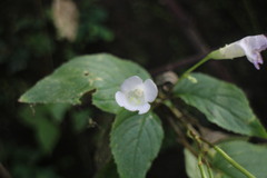 Henckelia anachoreta