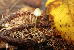 Mycena epipterygia
