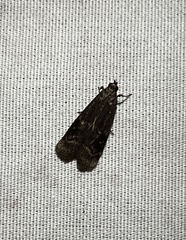 Euzophera semifuneralis