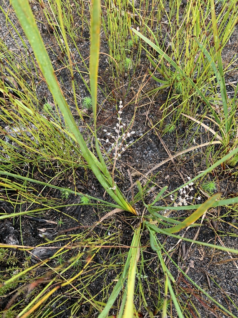 Lomandra sonderi
