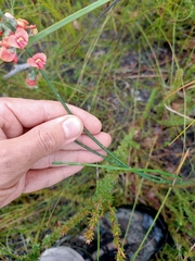 Sphaerolobium grandiflorum