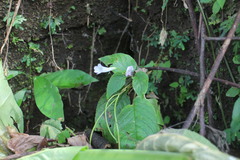 Henckelia anachoreta