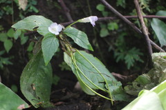 Henckelia anachoreta
