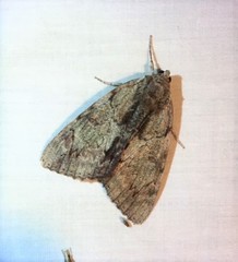 Catocala insolabilis