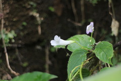 Henckelia anachoreta