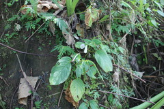 Henckelia anachoreta