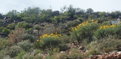 Euryops speciosissimus