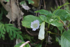 Henckelia anachoreta