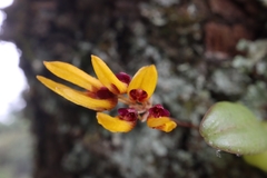 Bulbophyllum retusiusculum