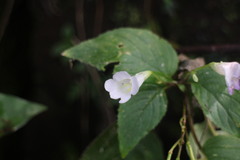 Henckelia anachoreta