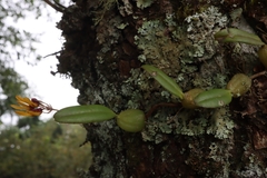 Bulbophyllum retusiusculum