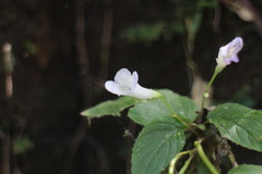 Henckelia anachoreta