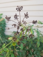 Zizia aurea