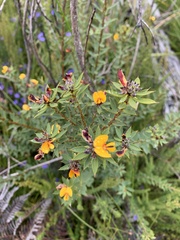 Pultenaea reticulata
