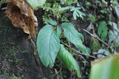 Henckelia anachoreta