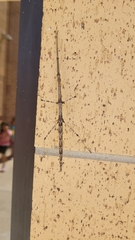 Megaphasma denticrus