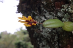 Bulbophyllum retusiusculum