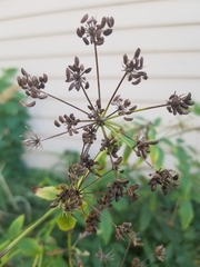 Zizia aurea
