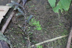 Selaginella devolii
