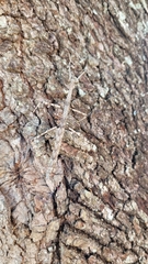 Megaphasma denticrus