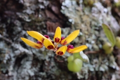 Bulbophyllum retusiusculum