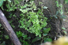 Selaginella devolii
