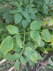 Zizia aurea