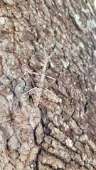 Megaphasma denticrus