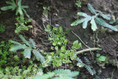Selaginella devolii