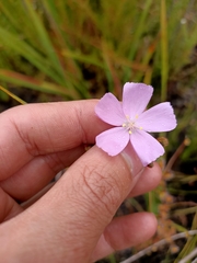 Drosera drummondii