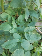 Zizia aurea