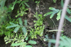 Selaginella devolii