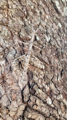 Megaphasma denticrus