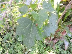 Jatropha
