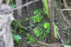 Selaginella devolii