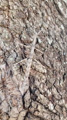 Megaphasma denticrus