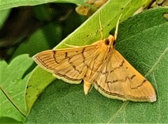 Omiodes indicata