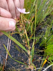 Drosera drummondii