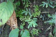 Selaginella devolii