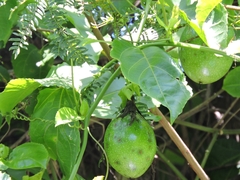Passiflora edulis