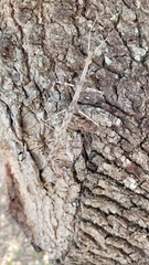 Megaphasma denticrus