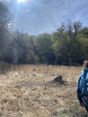 Eleocharis acicularis