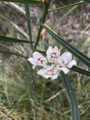 Xanthosia rotundifolia